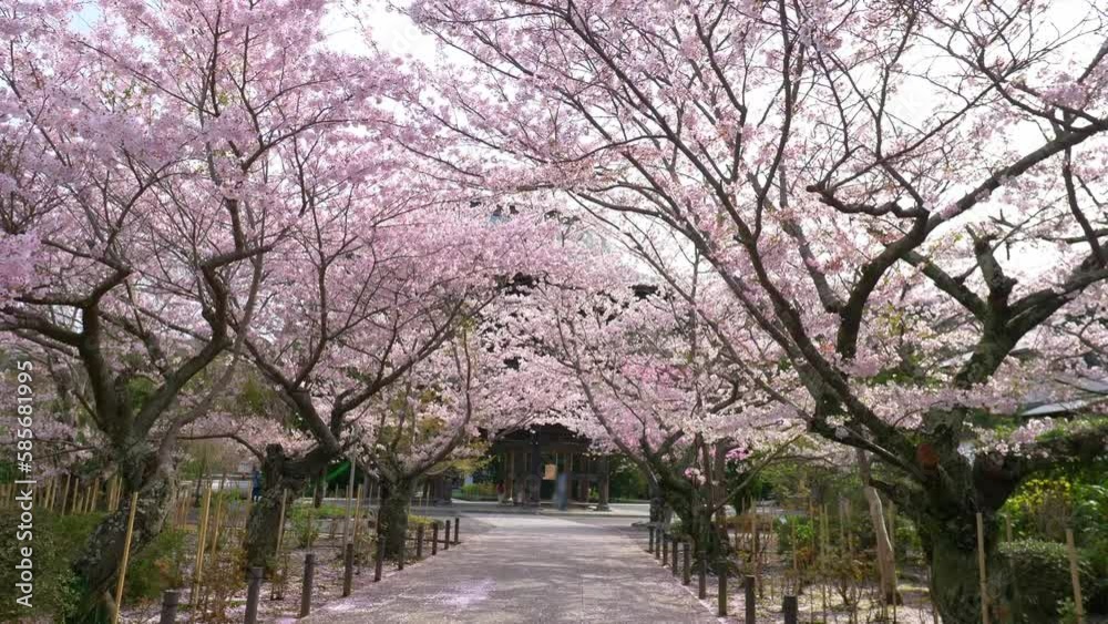 Alley lined with Cherry trees in bloom in a traditional Japanese shrine, sakura blossom in spring in Japan, walk in cherry blossom, gimbal shot. Alley lined with Cherry trees in bloom in a traditional Japanese shrine, sakura blossom in spring in Japan, walk in cherry blossom, gimbal shot.