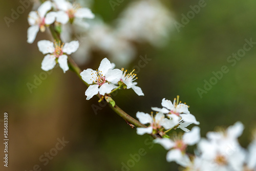 Flowering branch in spring © DZiegler
