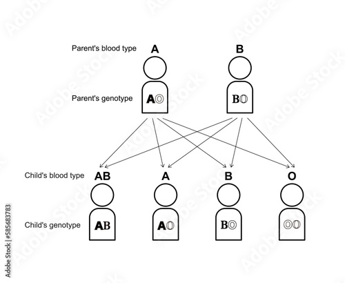 血液型の遺伝（親がAOとBOの場合）