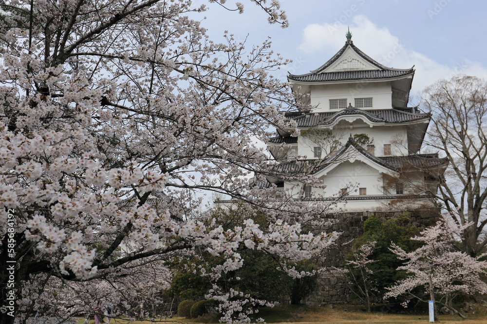Iga Castle and cherry blossoms in Mie Prefecture, Japan Iga Castle and cherry blossoms in Mie Prefecture, Japan