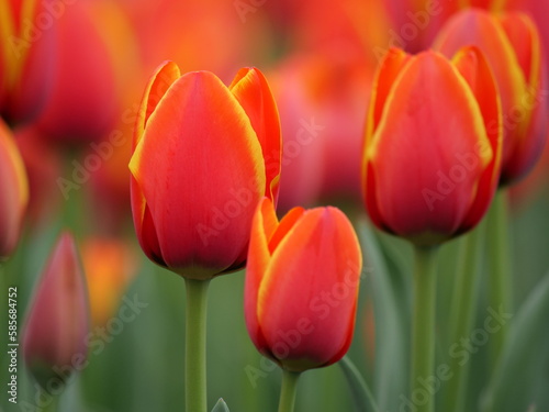 red and yellow tulips © さつき 宇井