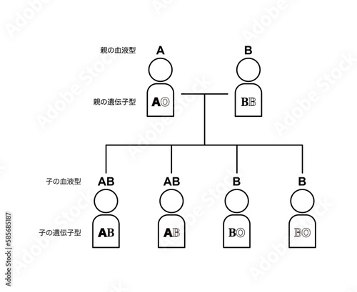 血液型の遺伝（親がAOとBBの場合）