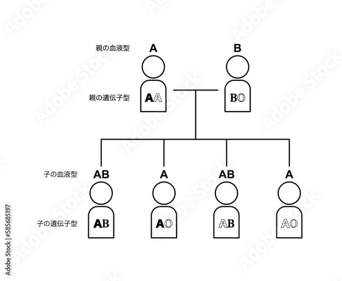 血液型の遺伝（親がAAとBOの場合）