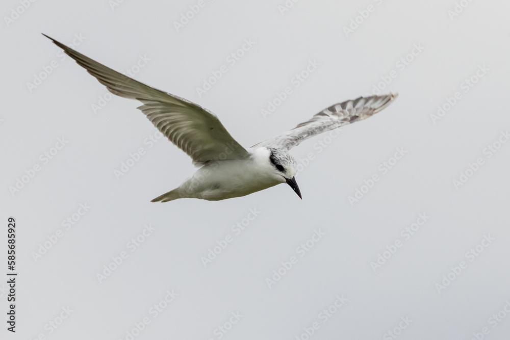 Obraz premium Whiskered Tern in Australia