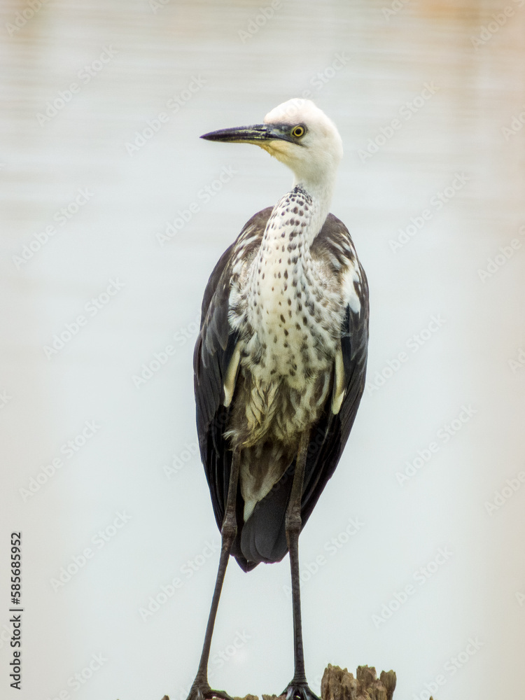 Fototapeta premium White-necked Heron in New South Wales Australia