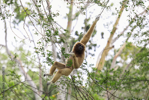 Sad Female of the Yellow cheeked gibbon Sitting on the Green Tree in the Rainforest in Thailand
