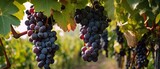 bunch of grapes , red grapes in vineyard, digital ai art