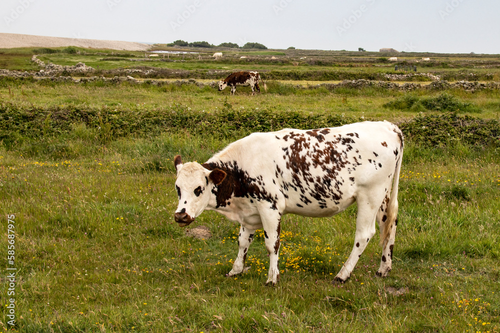 Vache normande de profil au pré Vache normande de profil au pré