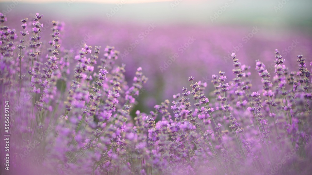 Naklejka premium Lavender field at sunset. Blooming purple fragrant lavender flowers against the backdrop of a sunset sky