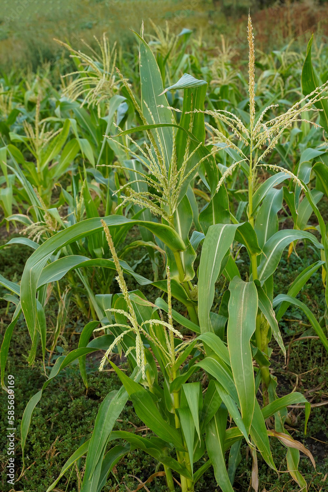 Corn in weeds. Young corn in the field. Green corn field. Corn growing in field Corn in weeds. Young corn in the field. Green corn field. Corn growing in field