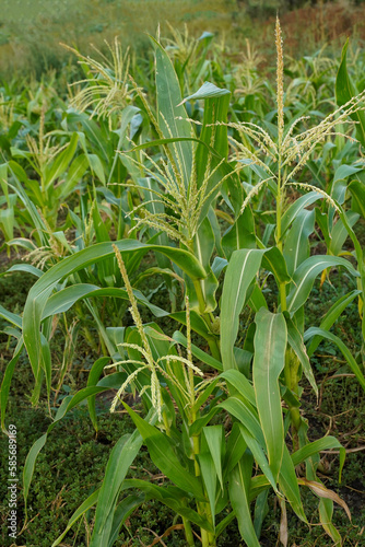 Corn in weeds. Young corn in the field. Green corn field. Corn growing in field