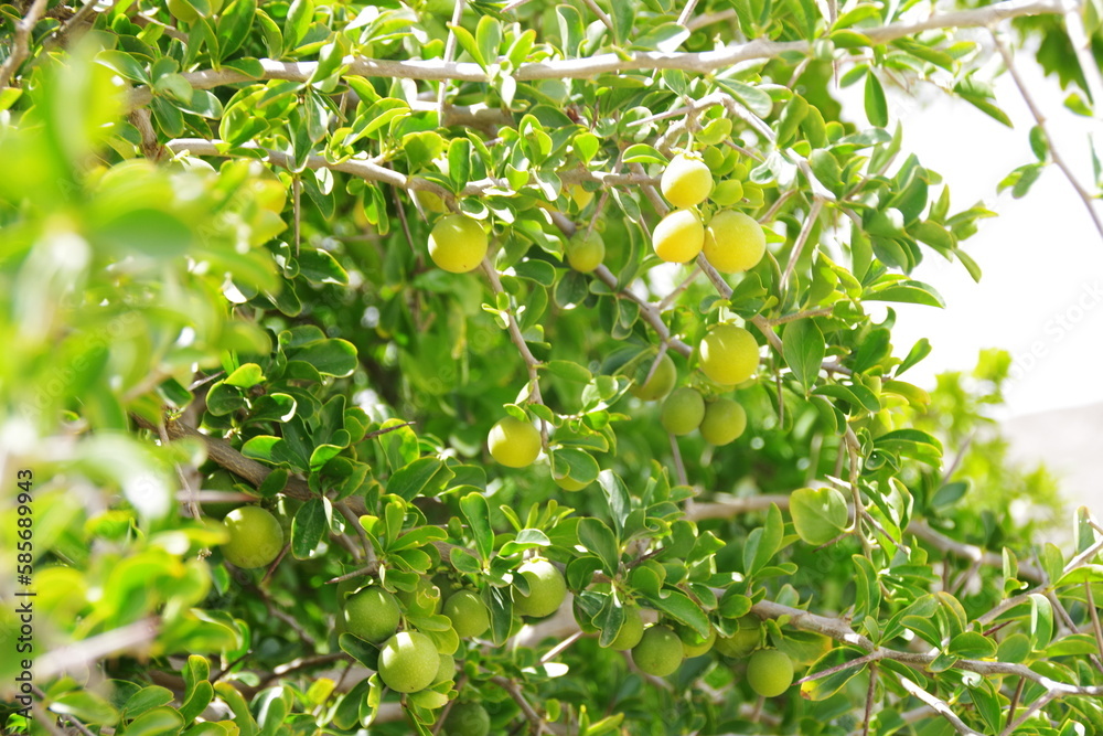 Strauch mit gelben Früchten