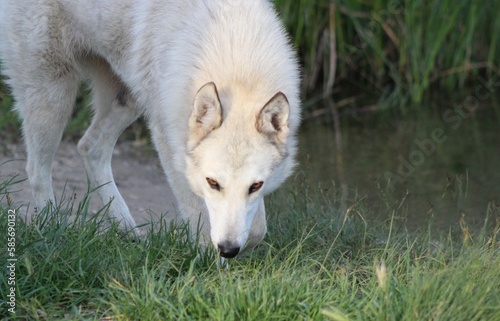 white wolf in the grass