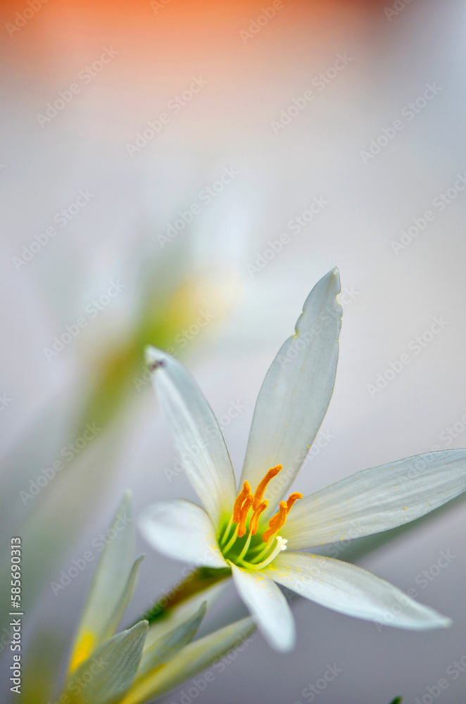 Fototapeta premium white crocus flowers