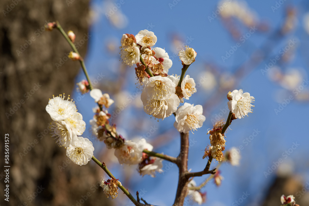 Ume (Japanese plum flower) with white and red color which is the sign of Spring in Tokyo, Japan Ume (Japanese plum flower) with white and red color which is the sign of Spring in Tokyo, Japan