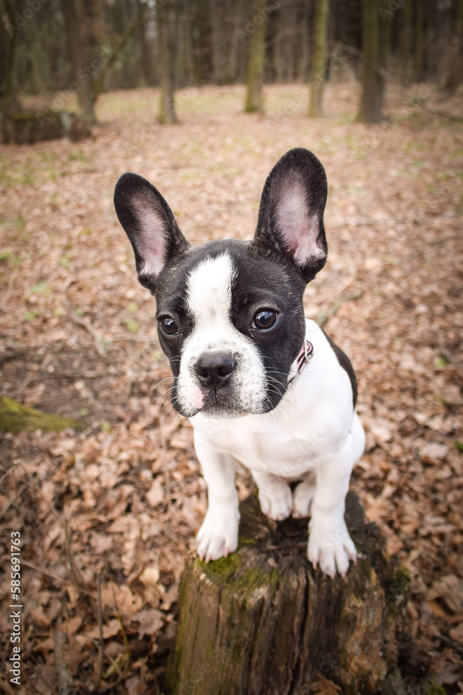 Autumn portrait of puppy of french bulldog on field. He is so cute in with this face. He has so lovely face. Autumn portrait of puppy of french bulldog on field. He is so cute in with this face. He has so lovely face.