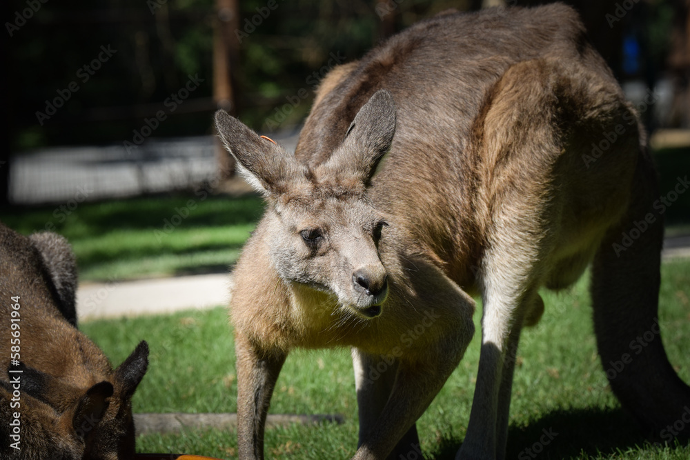 Australian kangaroo is in the zoo habitat near to the fence. They have beautiful place for living. Australian kangaroo is in the zoo habitat near to the fence. They have beautiful place for living.