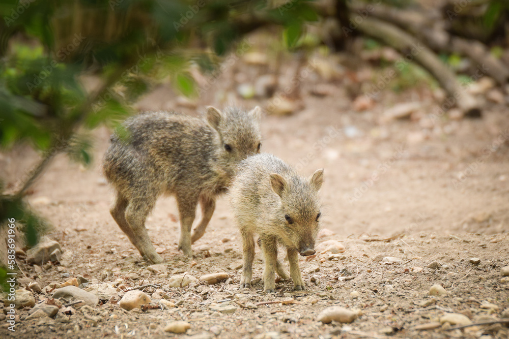 Two little pigs at the zoo. Autumn baby pigs playing in the zoo. Two little pigs at the zoo. Autumn baby pigs playing in the zoo.