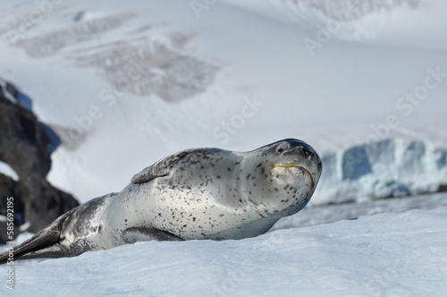 sea lion on snow in Antarctica, sea lion sleeping, 