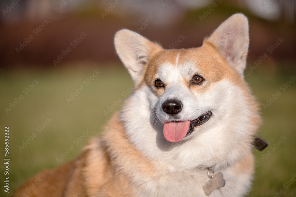 close up portrait of Welsh Corgi Pembroke dog smiling in a park in summer