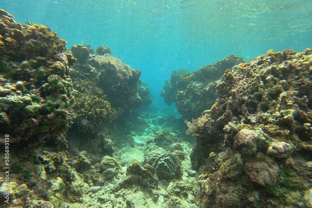 Idyllic shot of a coral reef in Siquijor in the Philippines, underwater canyon opens up between the coral reefs.