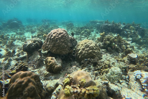 Idyllic shot of a coral reef in Siquijor, Philippines.