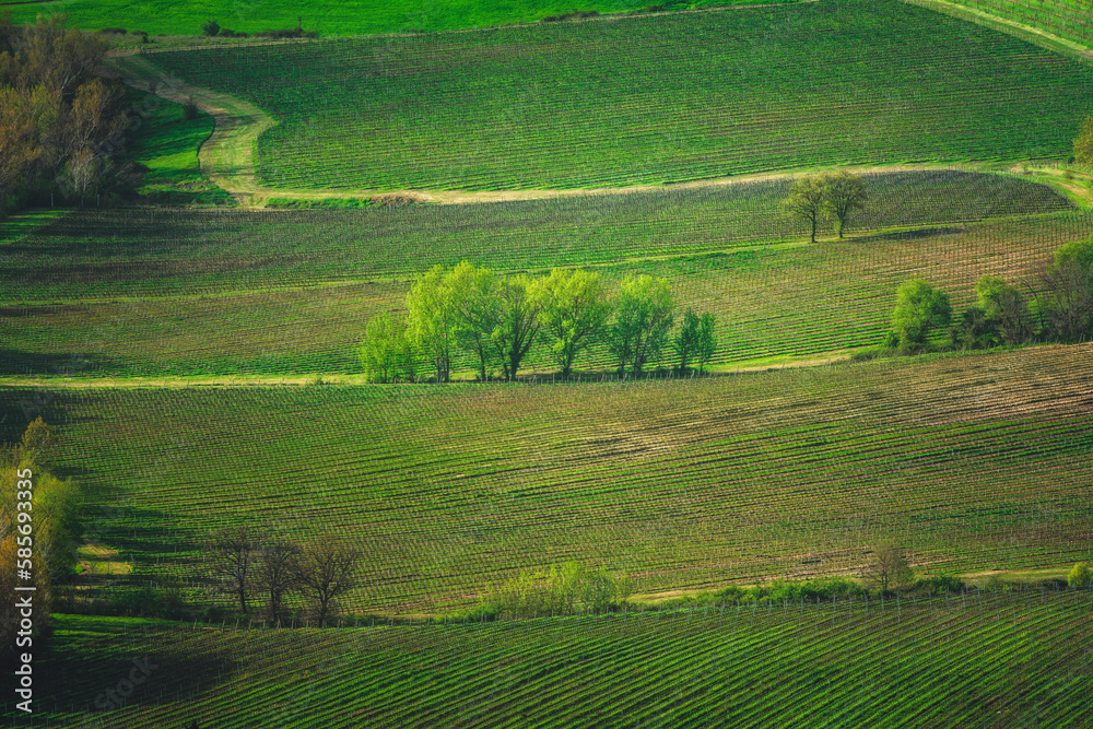 Landscape with vineyards and trees in Montepulciano. Val di Chiana, Tuscany, Italy