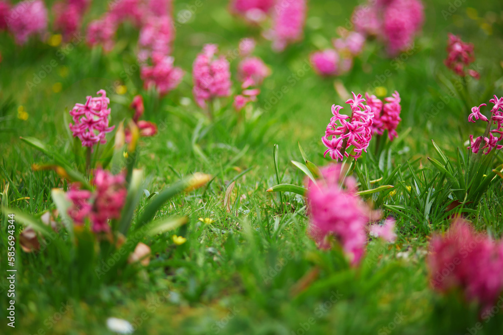 pink hyacinths in the green grass in a park of Paris, France on a nice spring day pink hyacinths in the green grass in a park of Paris, France on a nice spring day