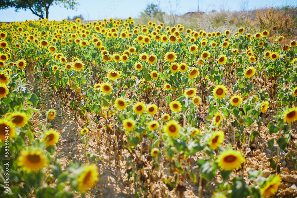 Obraz premium Sunflower field in the middle of July near Valensole, France