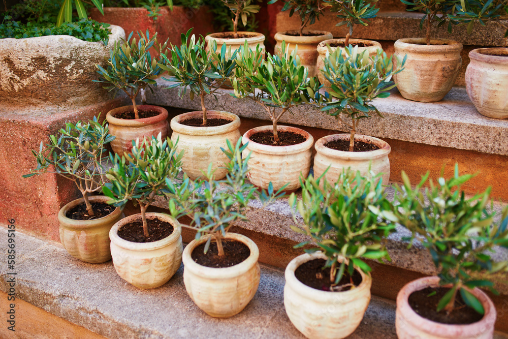 Olive trees in clay pots on a street market in Gordes, Provence, Southern France