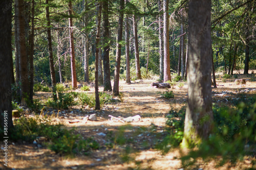 Beautiful cedar forest with great hiking and walking trails and panoramic views near Bonnieux, Luberon, Provence, Southern France Beautiful cedar forest with great hiking and walking trails and panoramic views near Bonnieux, Luberon, Provence, Southern France