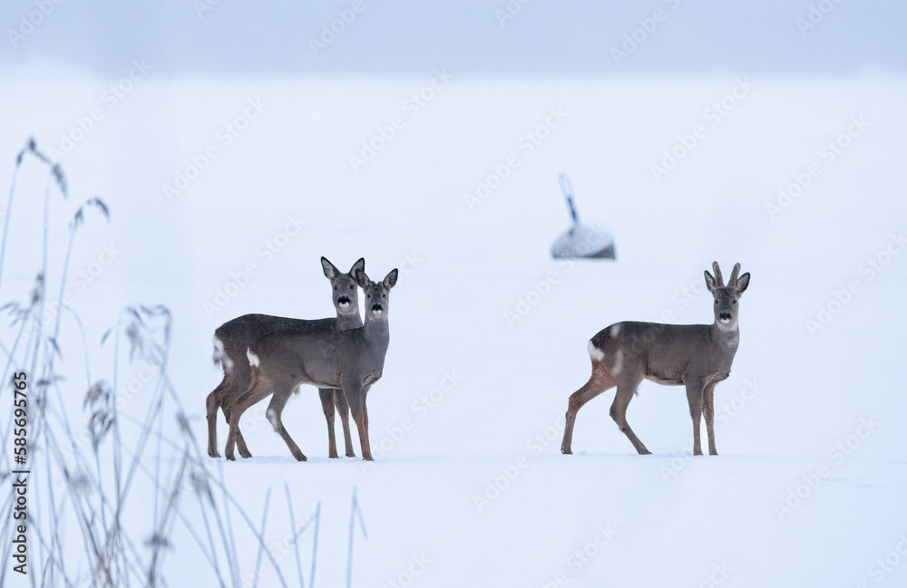 Three deer in the snow Three deer in the snow