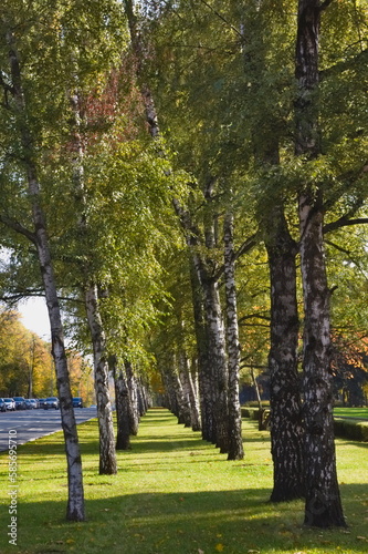 early autumn, alley of birches in the park