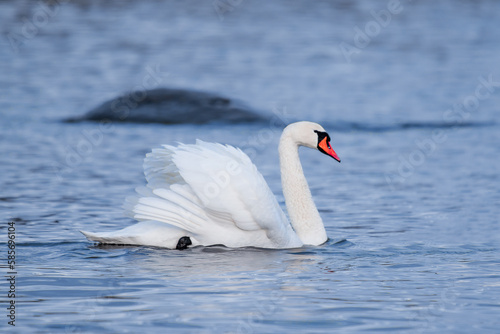 swan on the water with its wings spread out