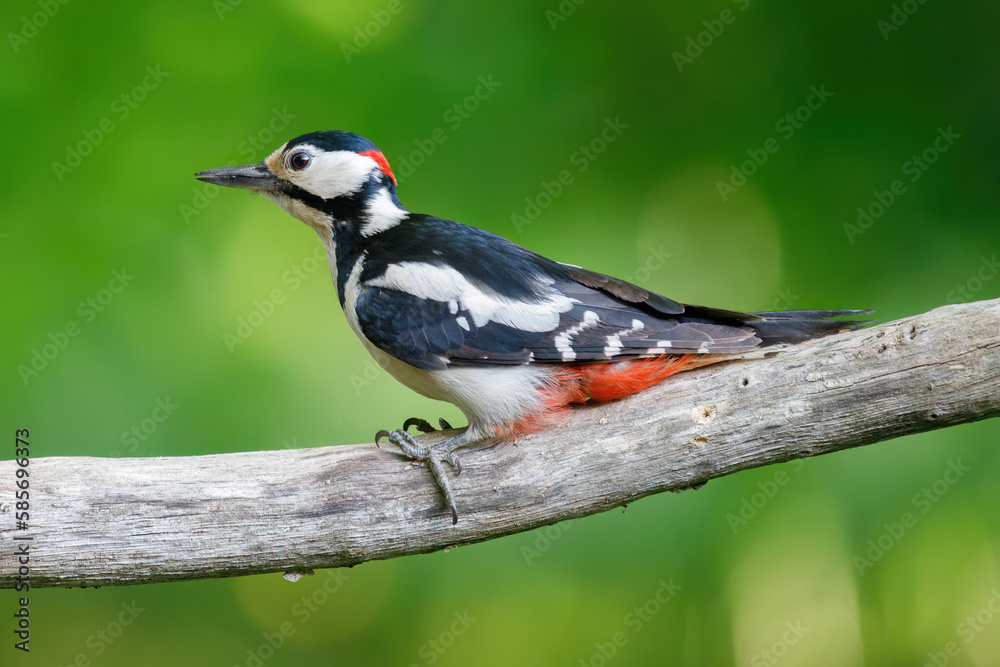 Great spotted woodpecker sitzt on the branch Great spotted woodpecker sitzt on the branch
