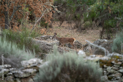 Deer breeding long shot profile view walking alone
