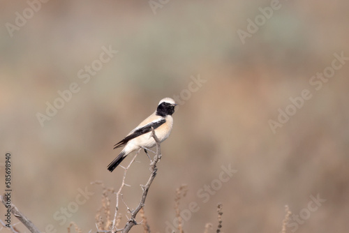 A male Desert Wheater or Oenanthe deserti observed in Rann of Kutch