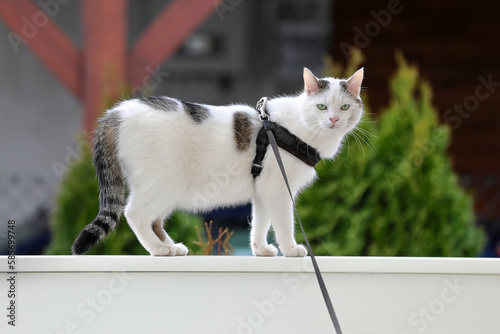 Cute white cat on a leash walks on the porch railing