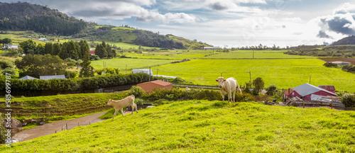 Campagne réunionnaise, plaine des Cafres