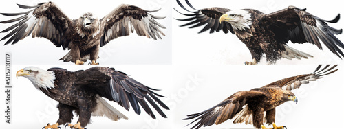 bird  eagle  animal  beak  wildlife  nature  predator  wild  hawk  brown  feather  vulture  feathers  raptor  animals  white  portrait  bird of prey  prey  isolated  birds  falcon  eye  wing  buzzard