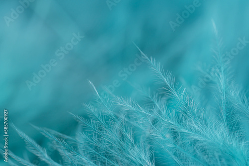 Green turquoise feathers in soft and blur style for background  macro shot