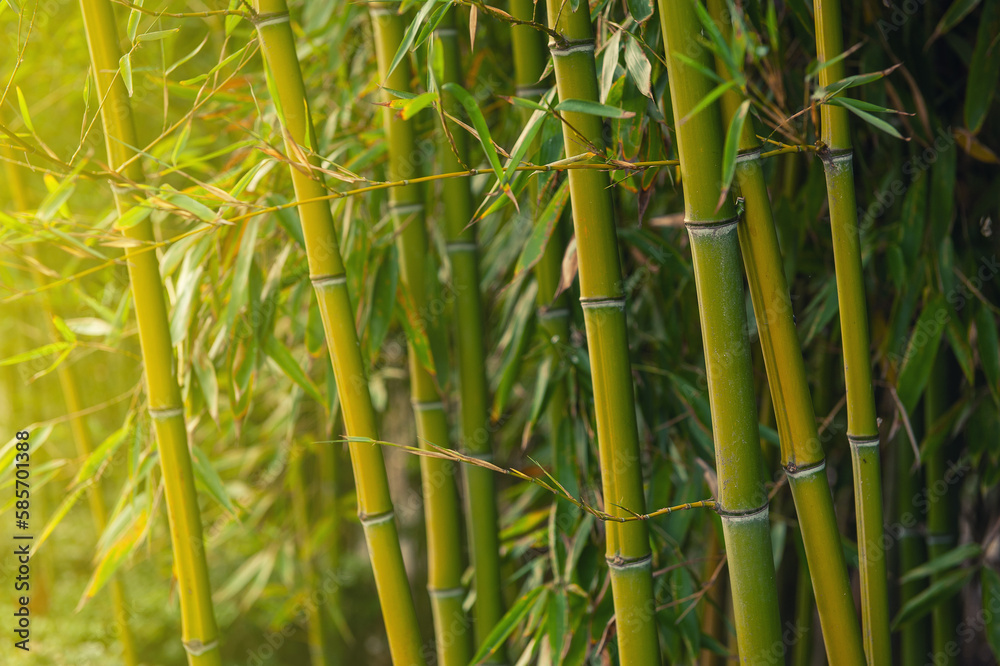 Natural dense green bamboo texture background Natural dense green bamboo texture background