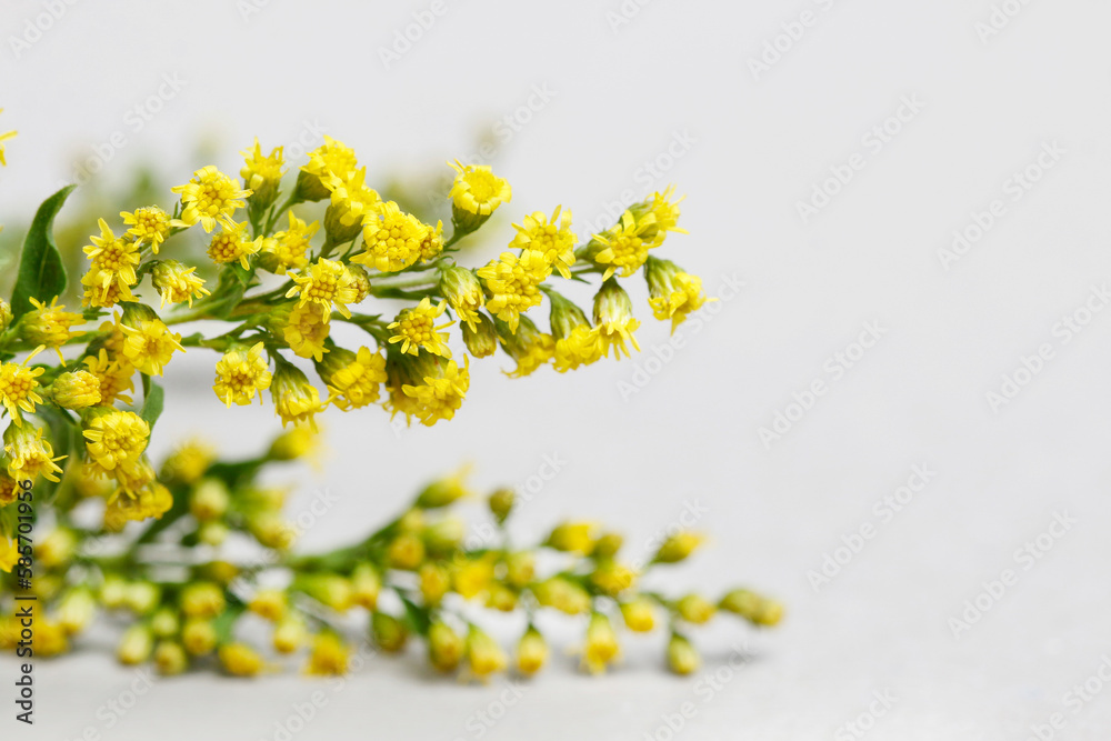 A twig of goldenrod (solidago plant) on white background. A twig of goldenrod (solidago plant) on white background.