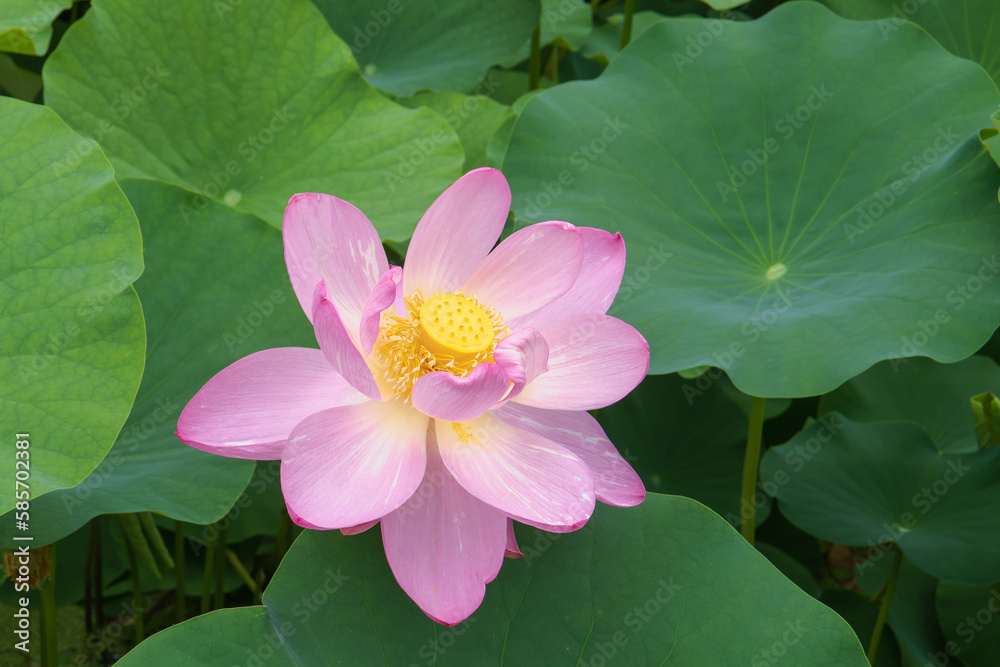 花芯が見えるピンクの古代ハス（Nelumbo nucifera）をクローズアップ