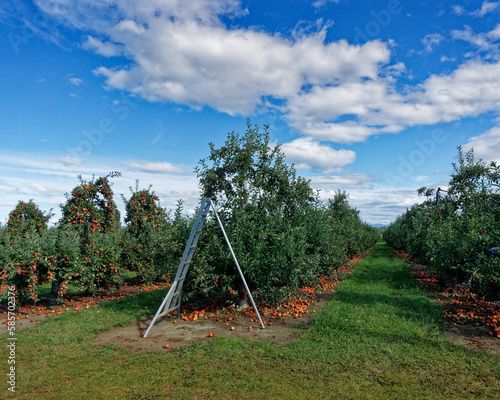 An orchard ladder at the end of a row of apple trees, Motueka, New Zealand.