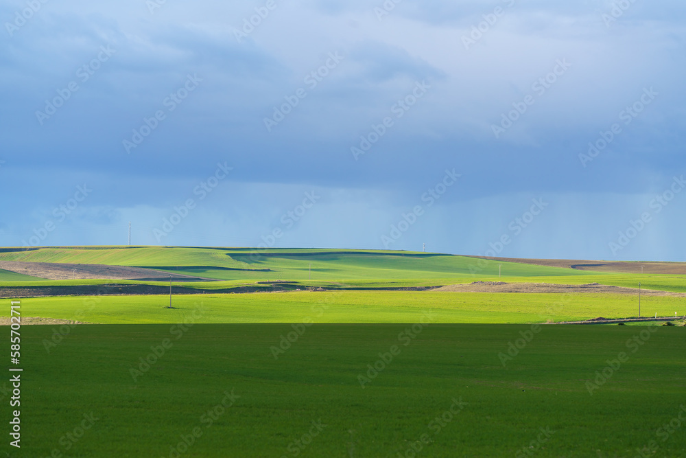 Green crop field with spring textures and blue rainy sky