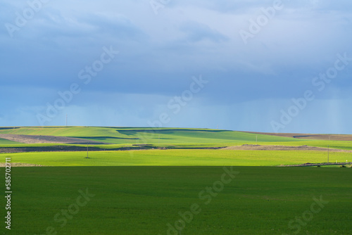 Green crop field with spring textures and blue rainy sky