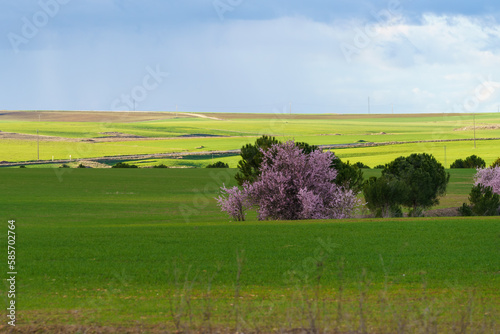 Textured green crop field and almond tree with white flowers in spring and blue rainy sky
