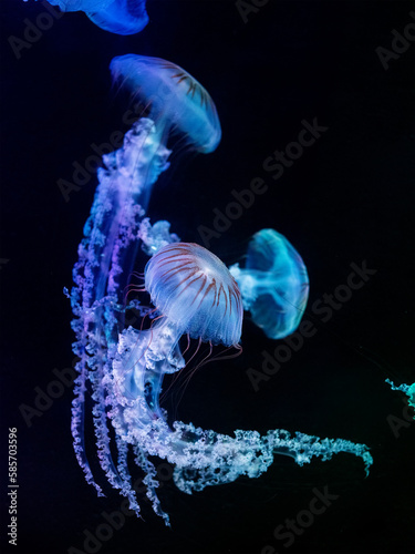 jellyfish (Chrysaora fuscescens or Pacific sea nettle)