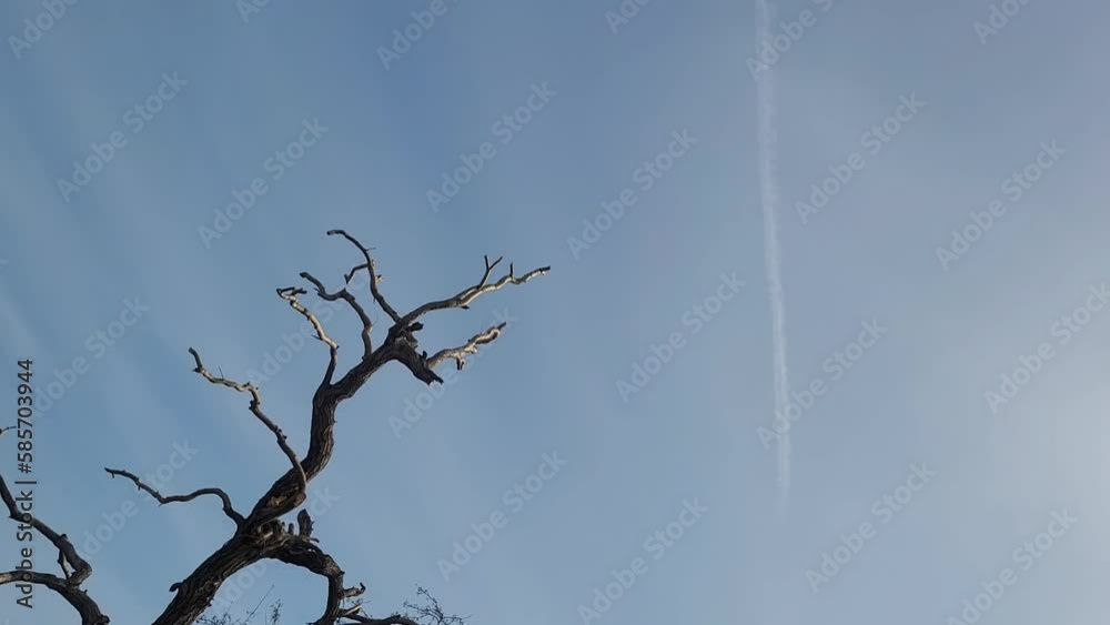 Dead tree against blue sky. Grunge art photo with tree branches and copy space. Dead tree against blue sky. Grunge art photo with tree branches and copy space.